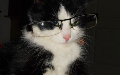 El gato con gafas
